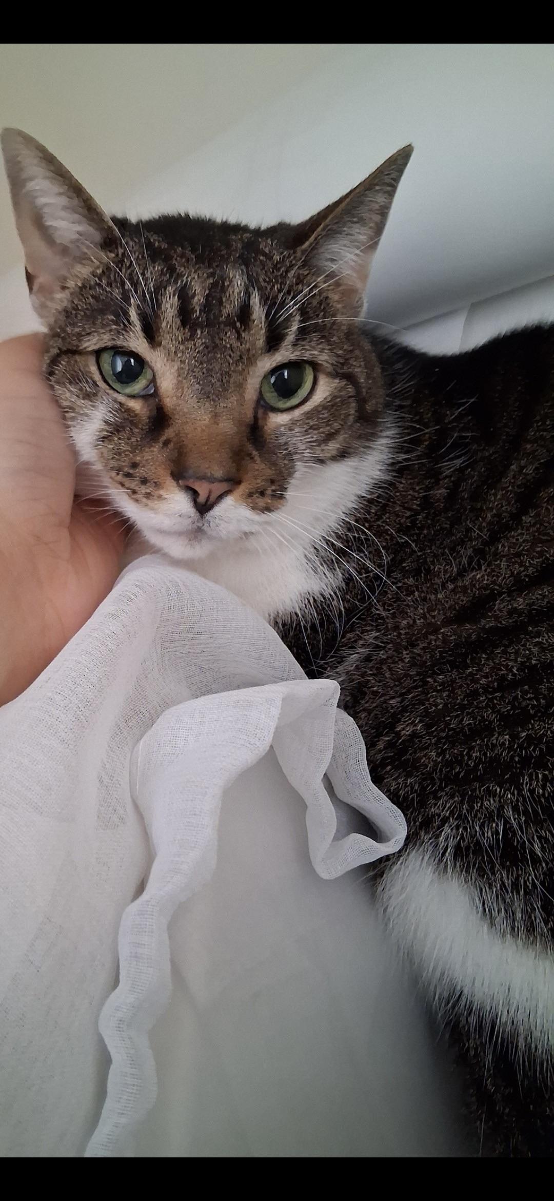 Maggie, ADOPTABLE, Senior Female Domestic Short Hair.