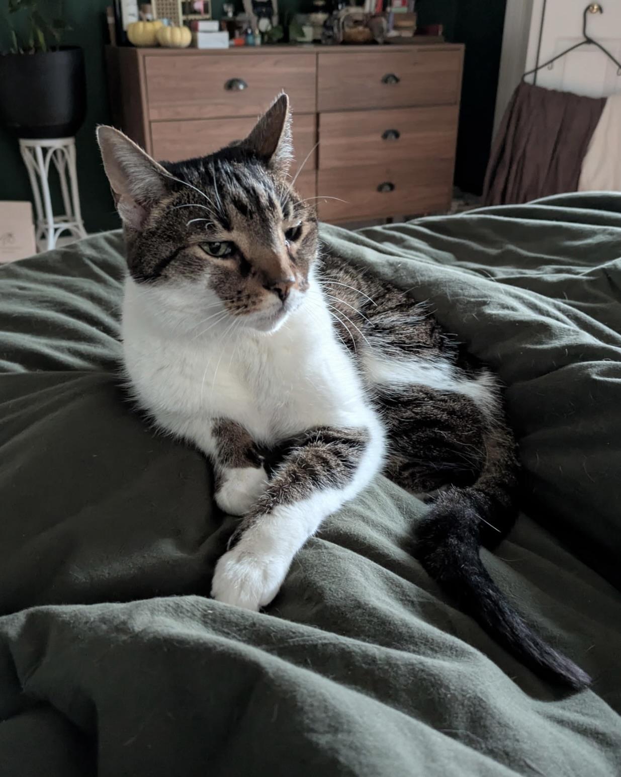 Enlarge Maggie, a ADOPTABLE Domestic Short Hair in BLACK MOUNTAIN, NC image 2/4