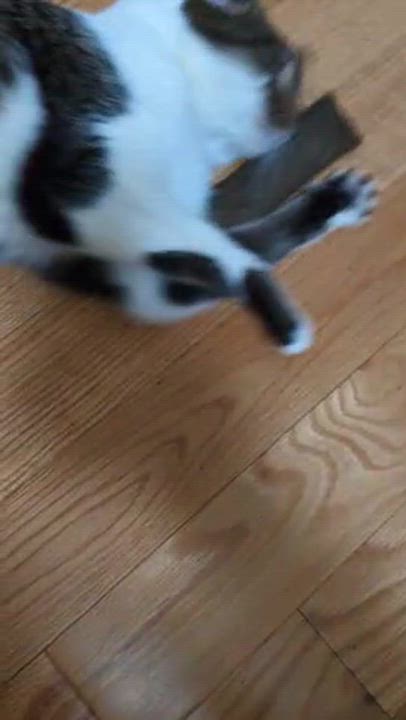 Enlarge Maggie, a ADOPTABLE Domestic Short Hair in BLACK MOUNTAIN, NC video 4/4