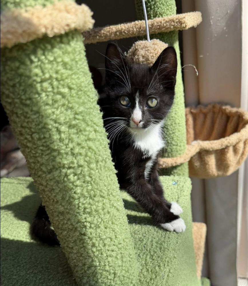Quatros: Mariquita, a Adoptable mixed breed in Warren, CT image 4/6