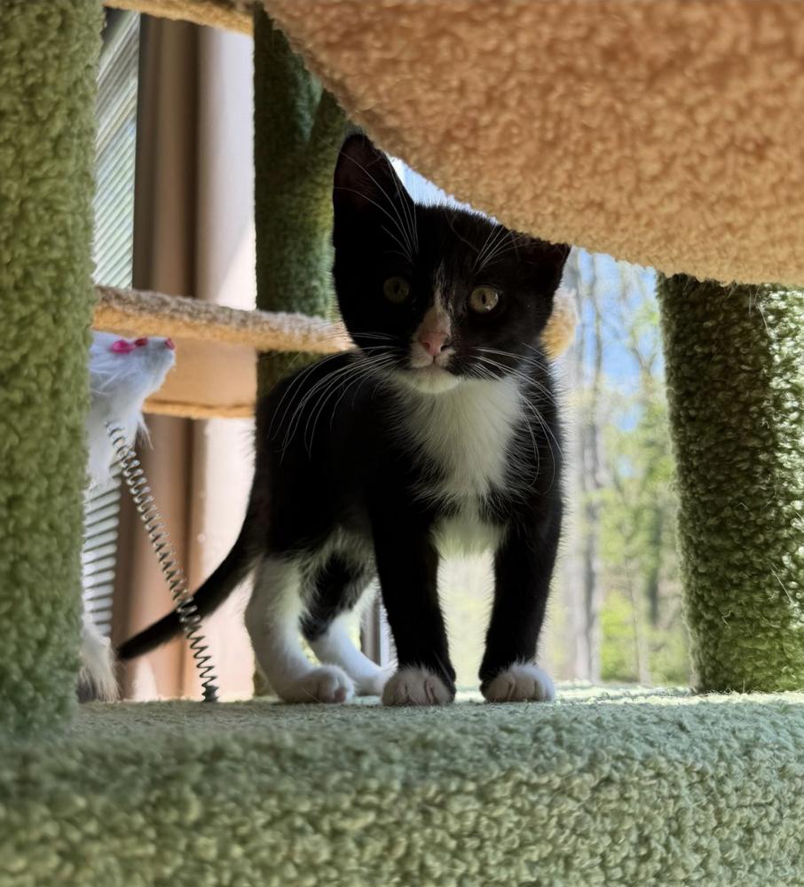 Quatros: Mariquita, Adoptable, Kitten Female Domestic Short Hair.