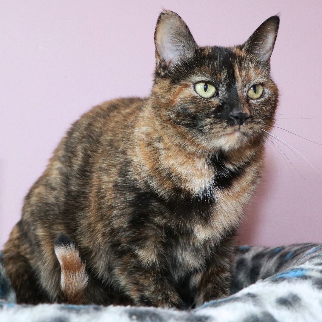 Calliope, a Adoptable Domestic Short Hair in Cincinnati, OH image 2/2