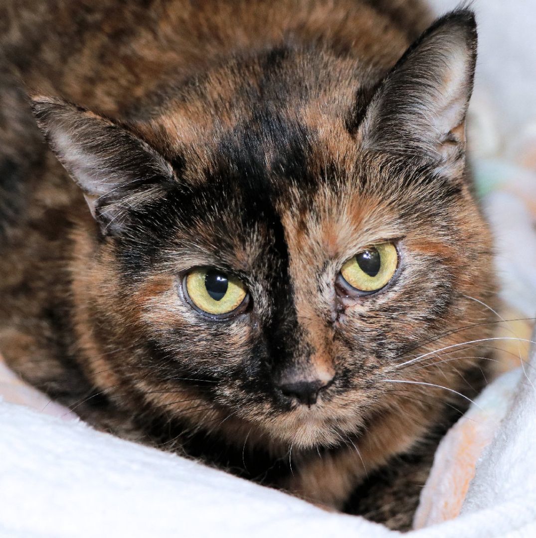 Calliope, a Adoptable Domestic Short Hair in Cincinnati, OH image 1/2