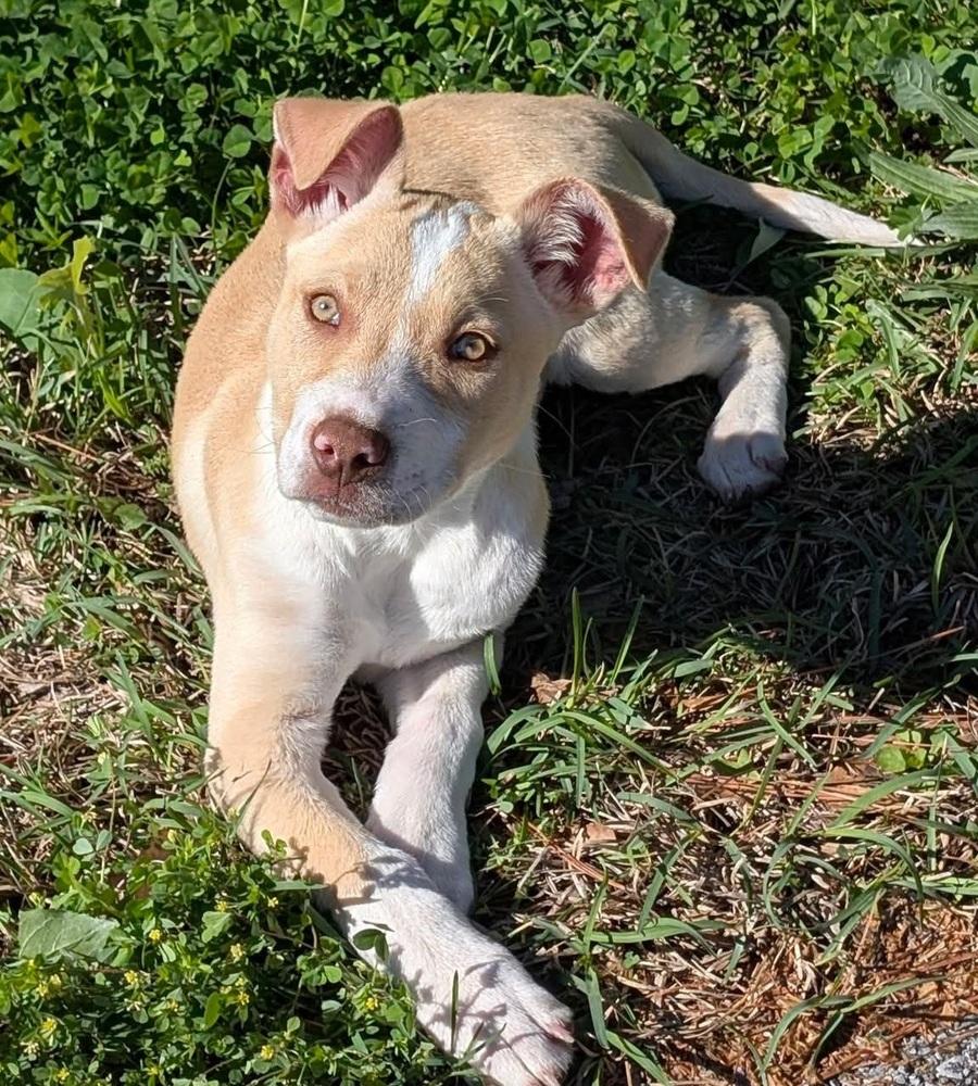 Enlarge Lovell, a Adoptable mixed breed in Groveland, MA image 1/1