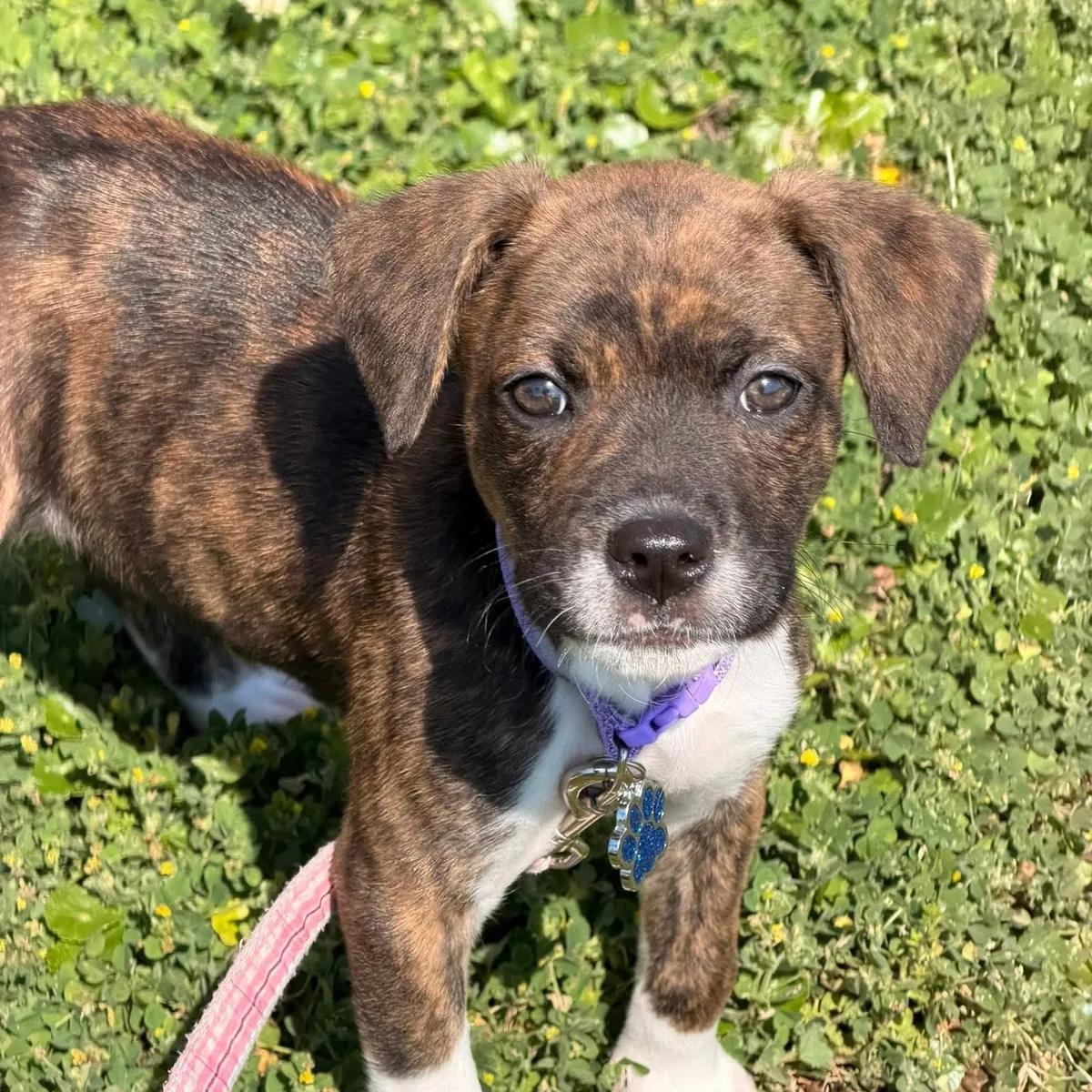 Clover, adopted, Puppy Female Plott Hound.