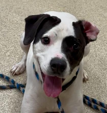 Dipper — thumbnail 2