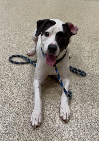 Dipper — thumbnail 3