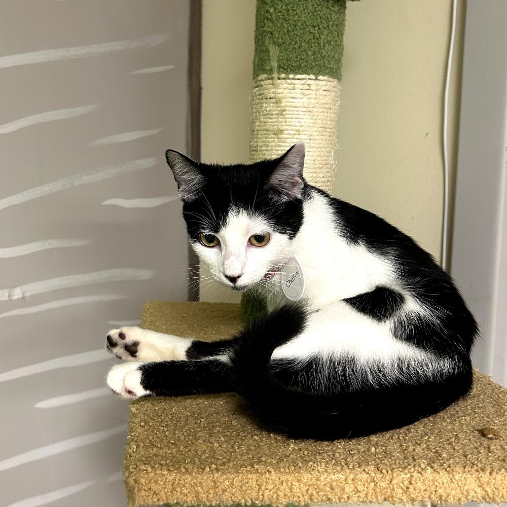 Charm, Adoptable, Young Female Domestic Short Hair.