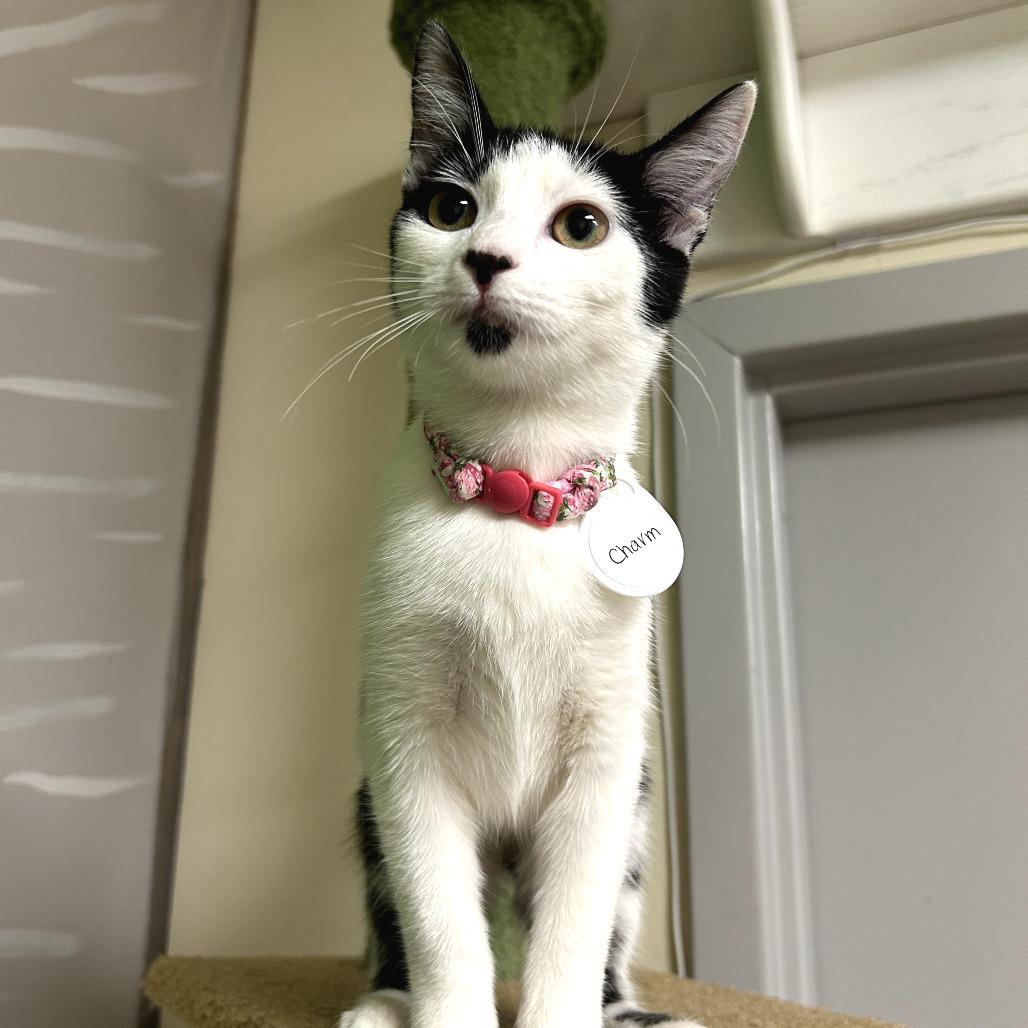 Enlarge Charm, a Adoptable Domestic Short Hair in Huntsville, AL image 2/6