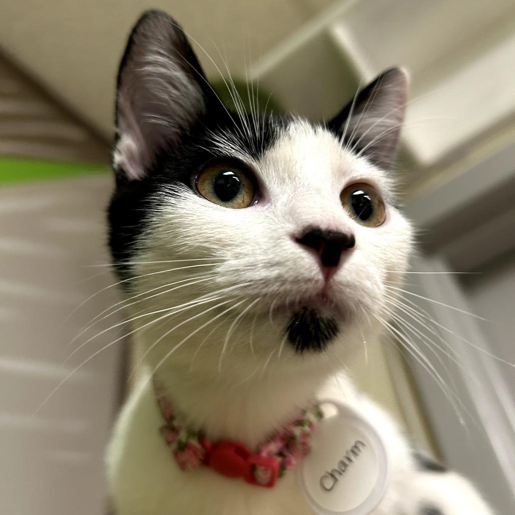 Enlarge Charm, a Adoptable Domestic Short Hair in Huntsville, AL image 3/6