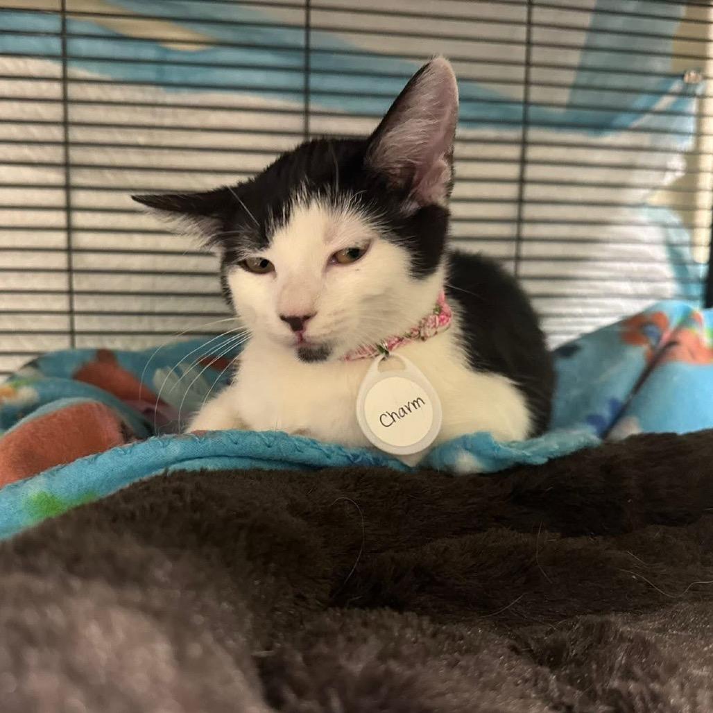 Enlarge Charm, a Adoptable Domestic Short Hair in Huntsville, AL image 1/5