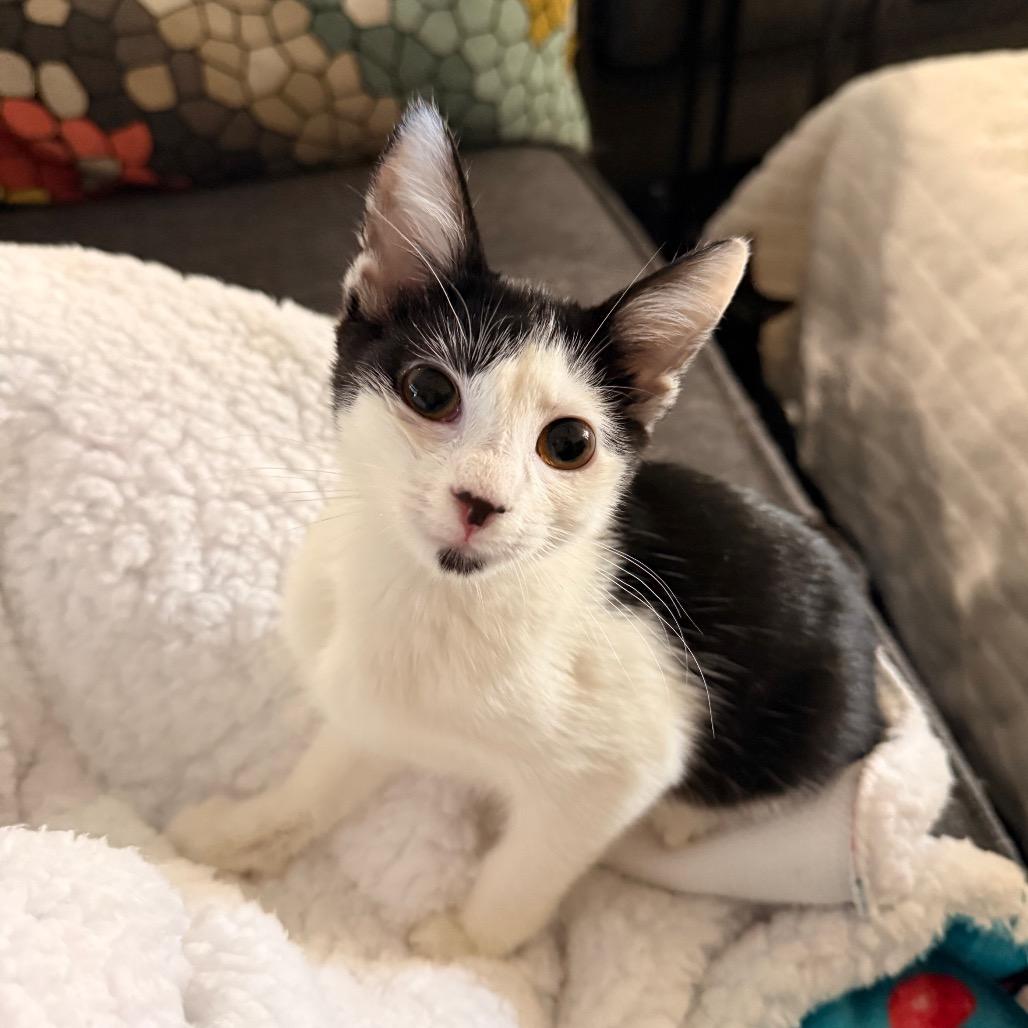 Enlarge Charm, a Adoptable Domestic Short Hair in Huntsville, AL image 2/5