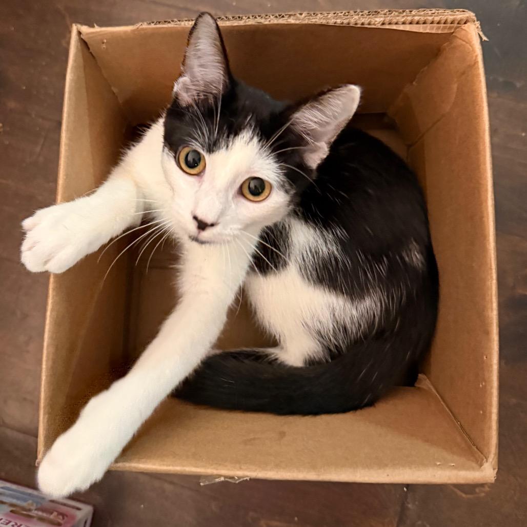 Enlarge Charm, a Adoptable Domestic Short Hair in Huntsville, AL image 5/6