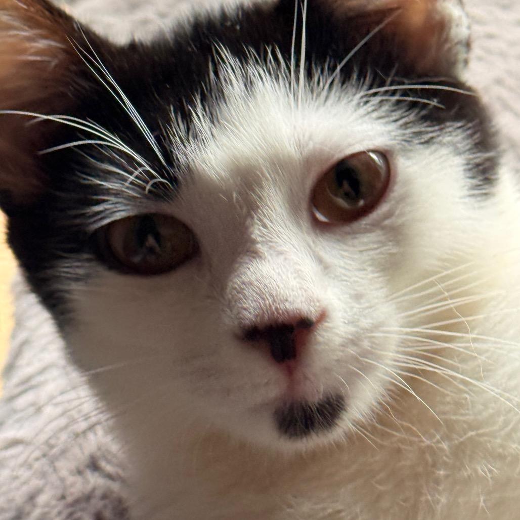 Enlarge Charm, a Adoptable Domestic Short Hair in Huntsville, AL image 3/5