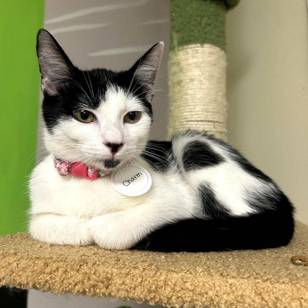 Enlarge Charm, a Adoptable Domestic Short Hair in Huntsville, AL image 6/6