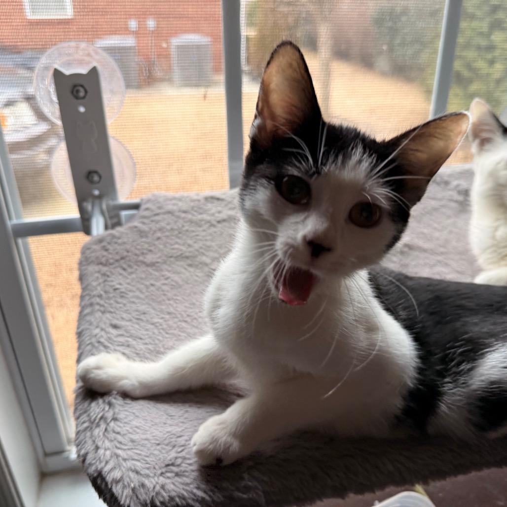 Enlarge Charm, a Adoptable Domestic Short Hair in Huntsville, AL image 4/5