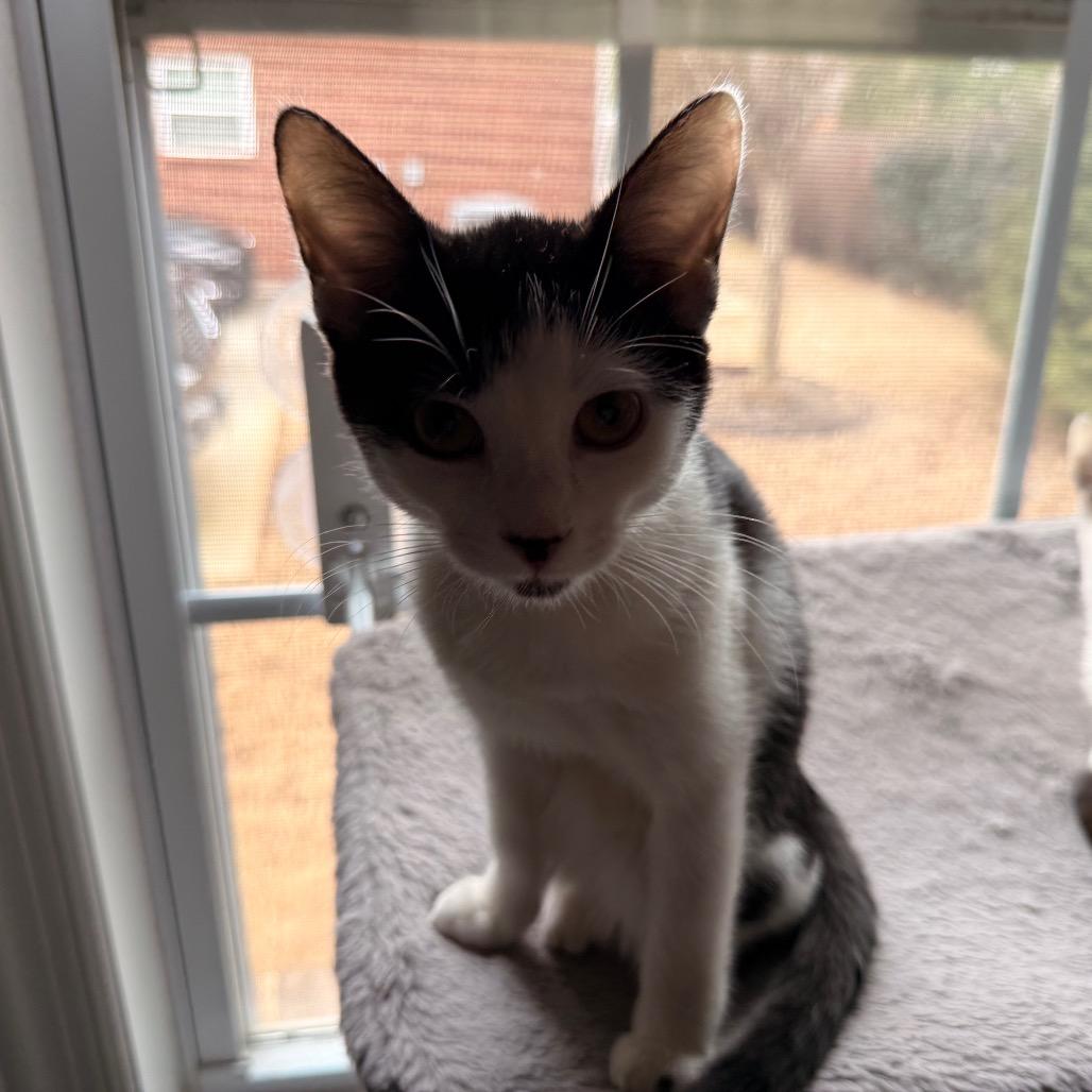 Enlarge Charm, a Adoptable Domestic Short Hair in Huntsville, AL image 5/5