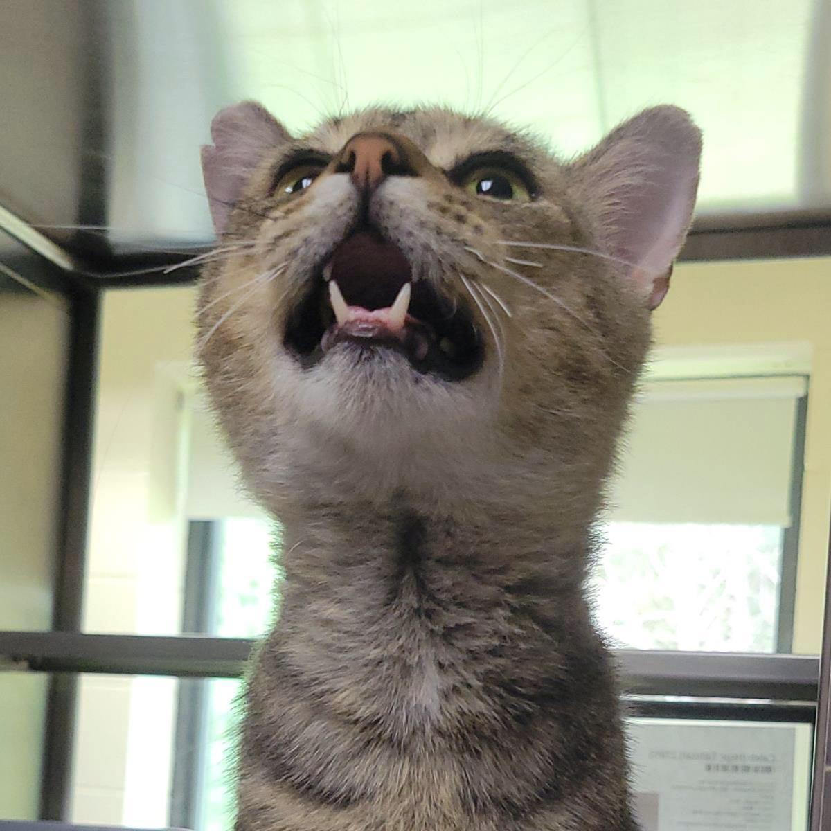 Caleb (Hspc Tallstar), Adoptable, Adult Male Domestic Short Hair.