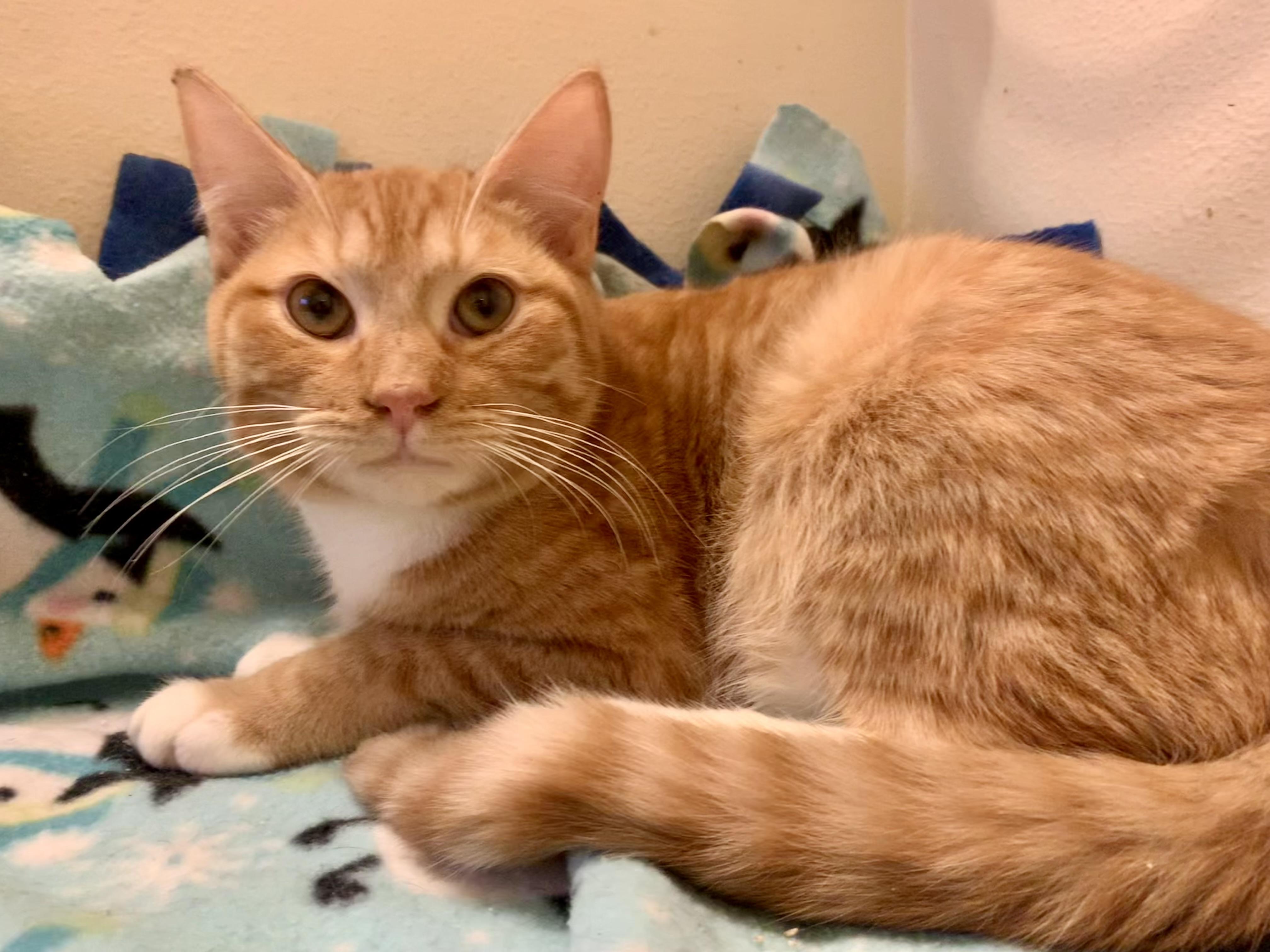 Dougal, adopted, Young Male Domestic Short Hair.