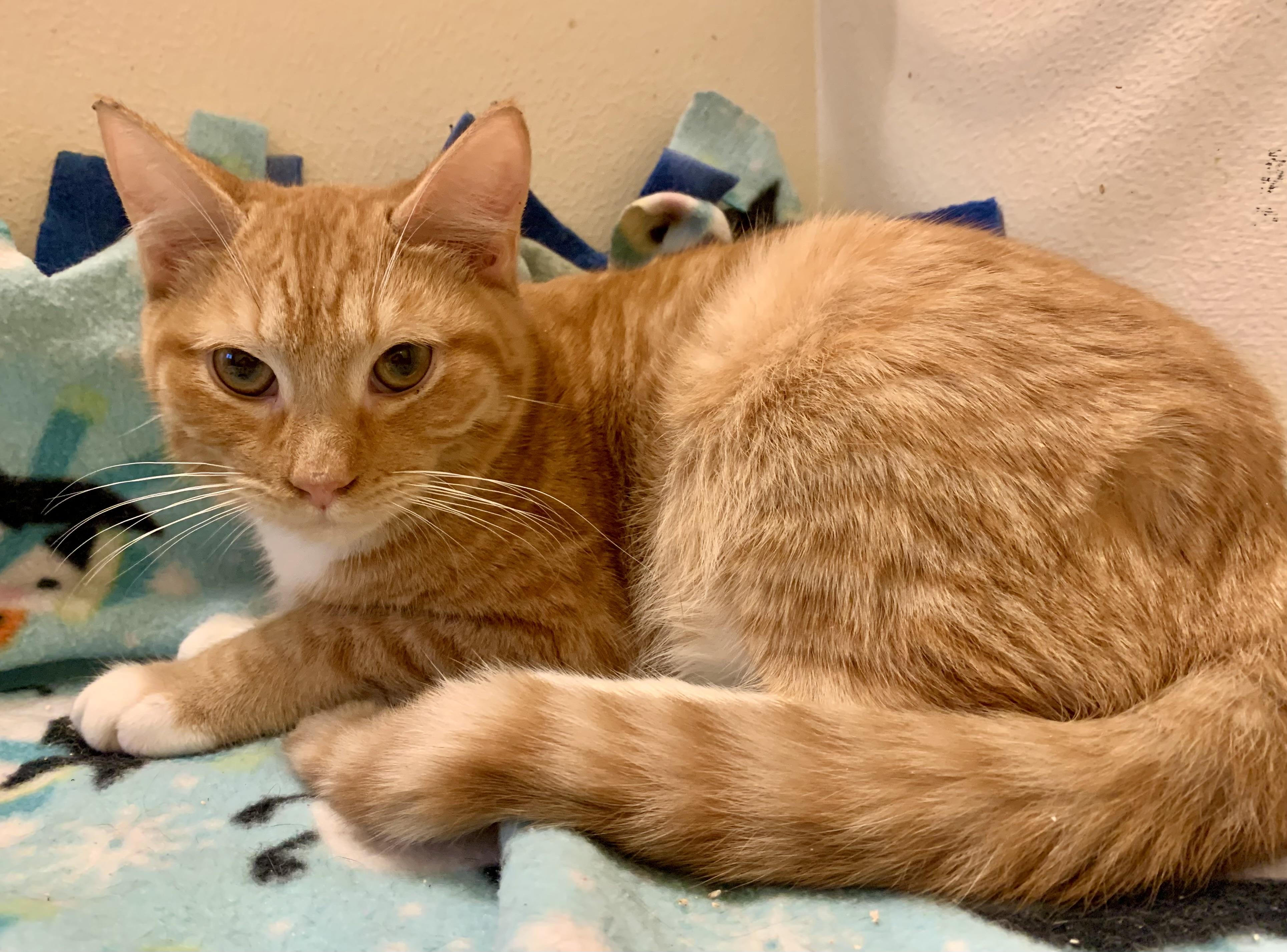 Enlarge Dougal, an adopted mixed breed in San Jose, CA image 2/2