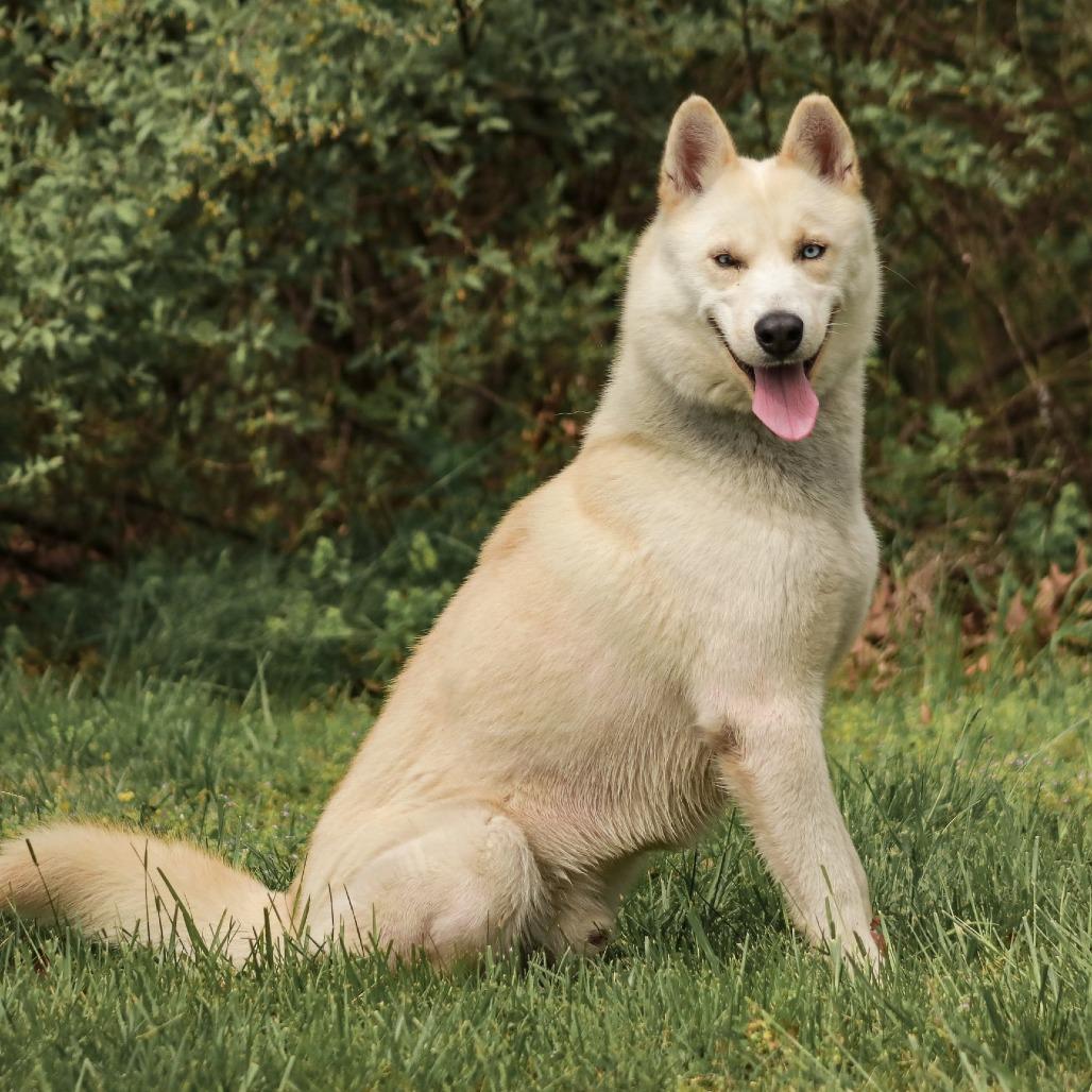 Sno-Man, Adoptable, Adult Male Husky & Husky.
