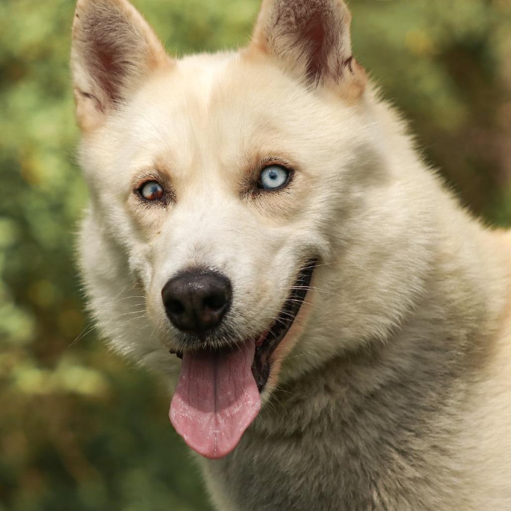 Enlarge Sno-Man, a Adoptable mixed breed in Madisonville, KY image 2/5
