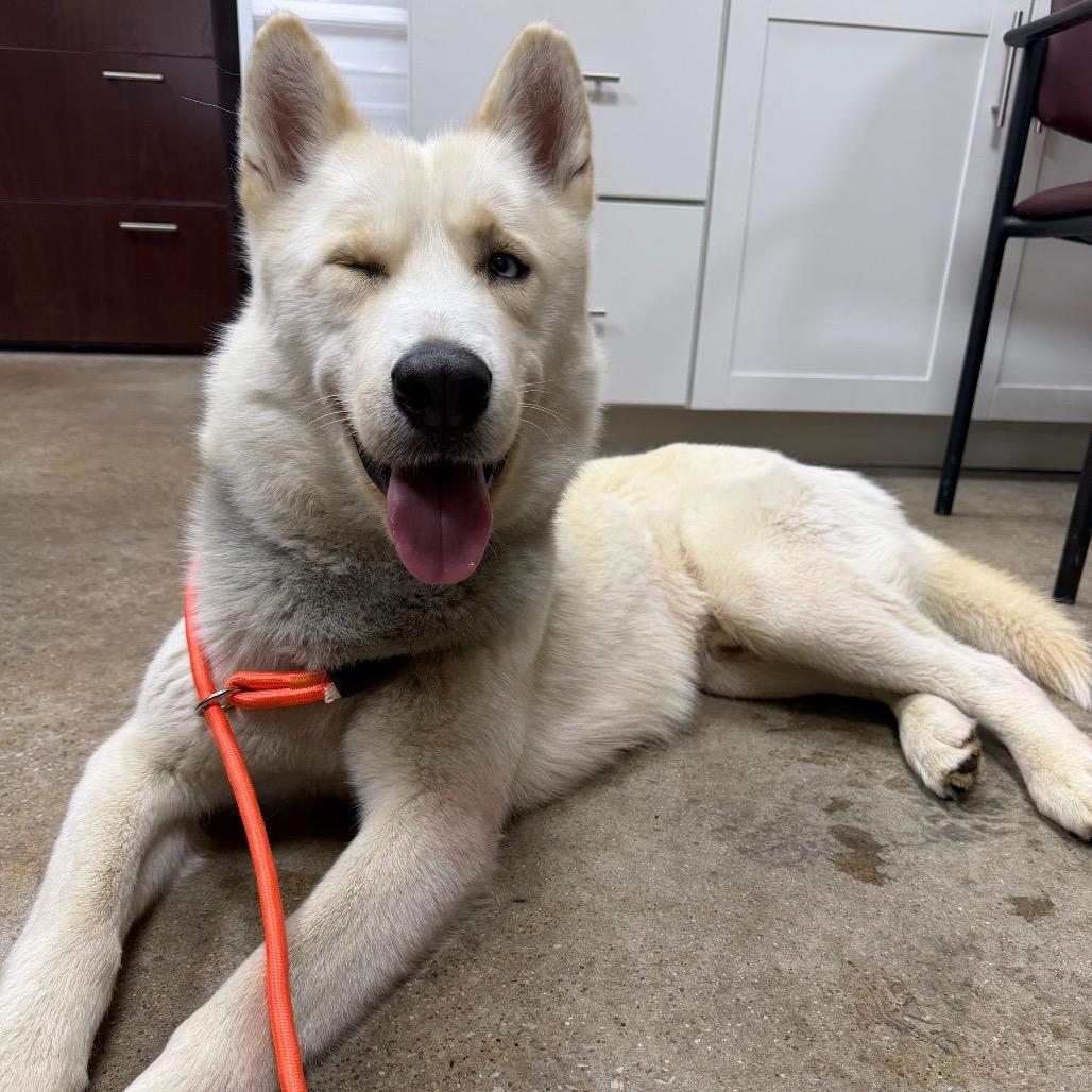 Enlarge Sno-Man, a Adoptable mixed breed in Madisonville, KY image 3/5