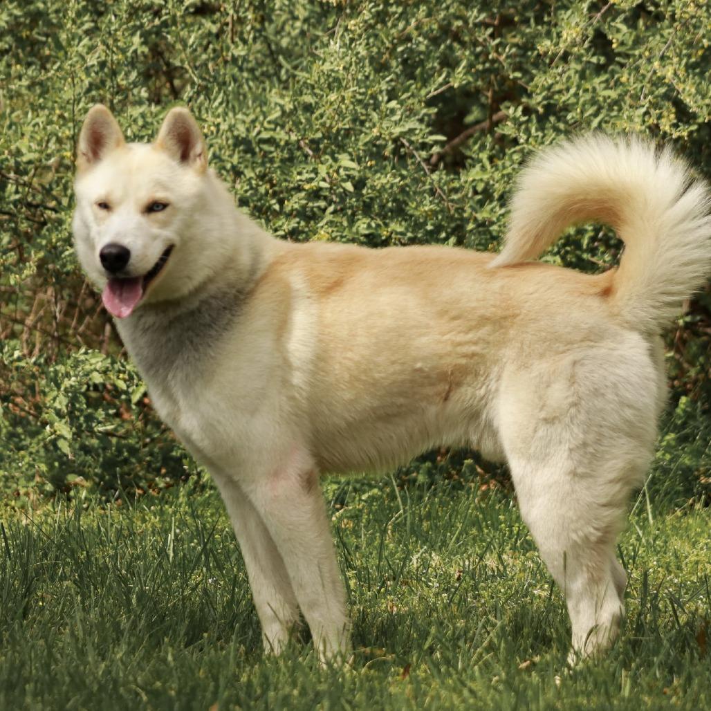 Enlarge Sno-Man, a Adoptable mixed breed in Madisonville, KY image 4/5