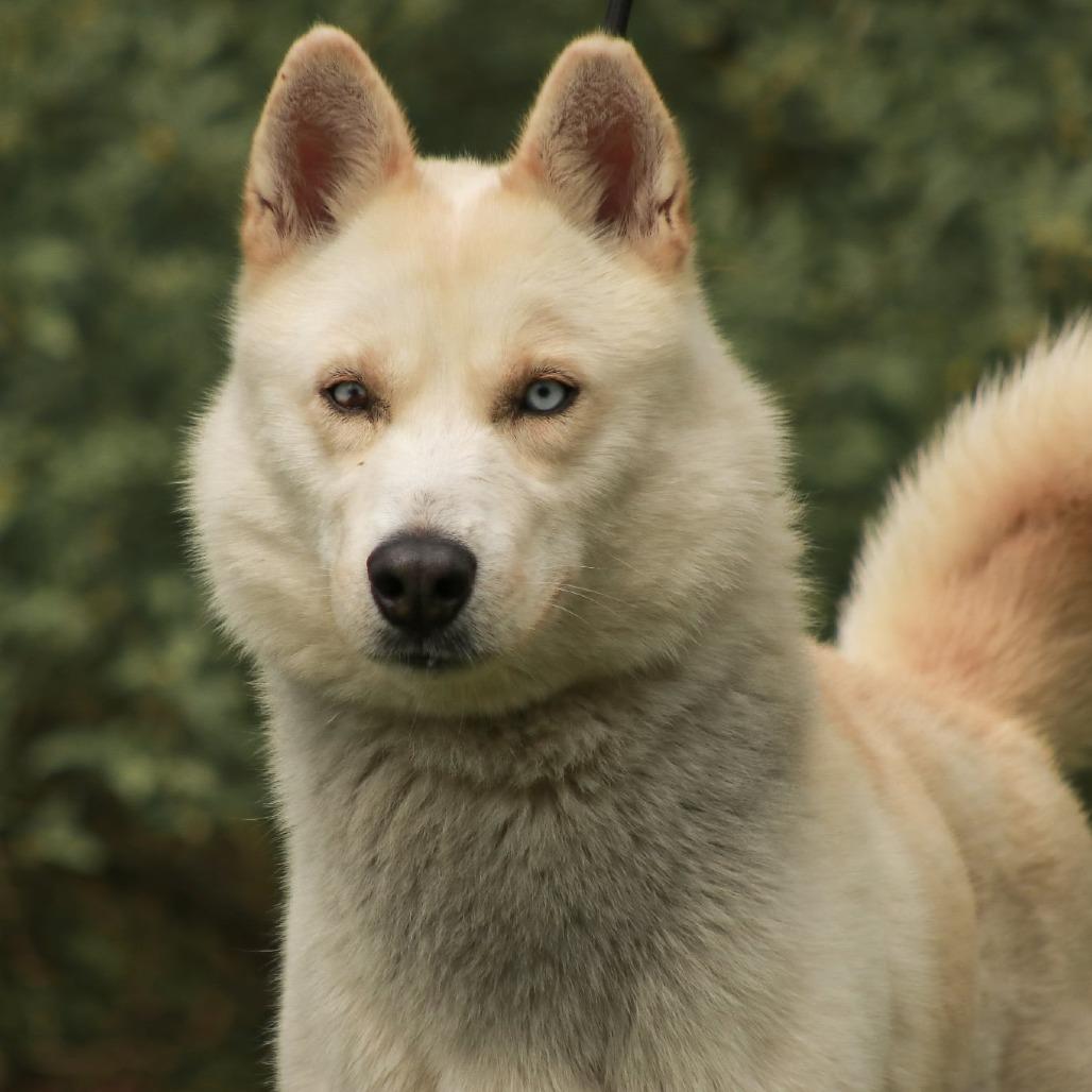 Enlarge Sno-Man, a Adoptable mixed breed in Madisonville, KY image 5/5