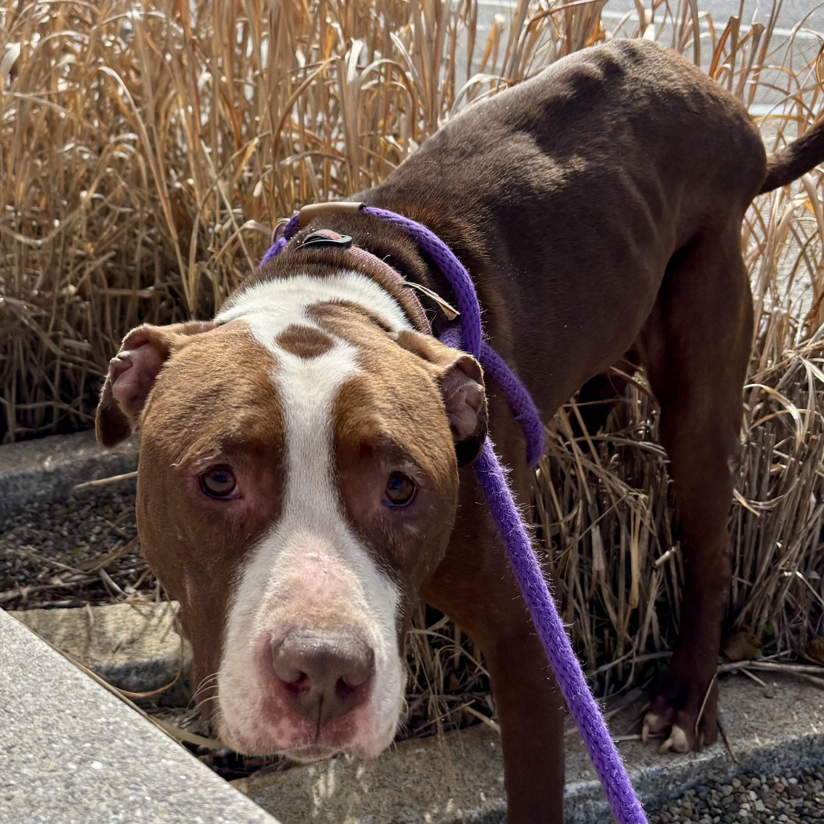 Benson, a ADOPTABLE Pit Bull Terrier in Buffalo, NY image 4/6