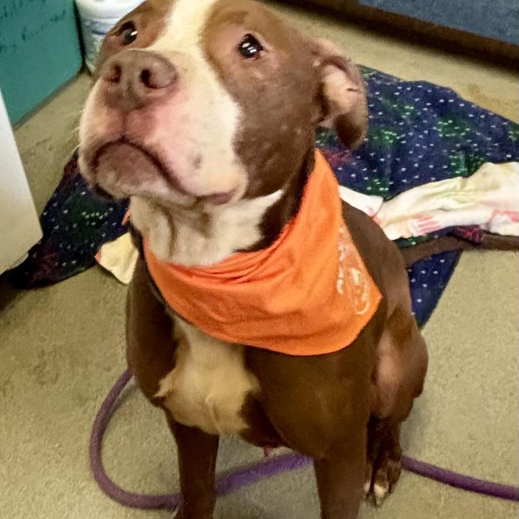 Benson, a ADOPTABLE Pit Bull Terrier in Buffalo, NY image 5/6