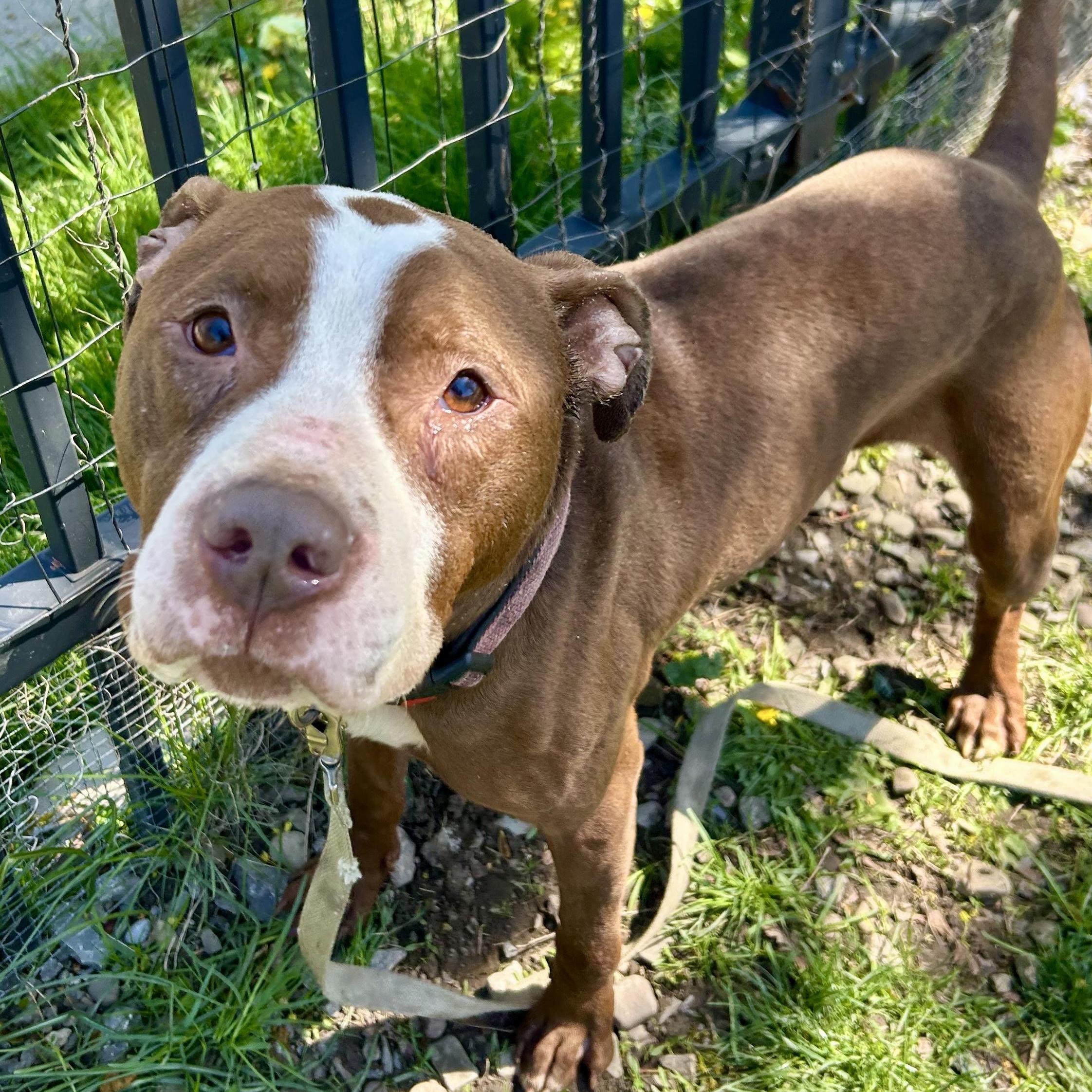 Benson, a ADOPTABLE Pit Bull Terrier in Buffalo, NY image 3/6