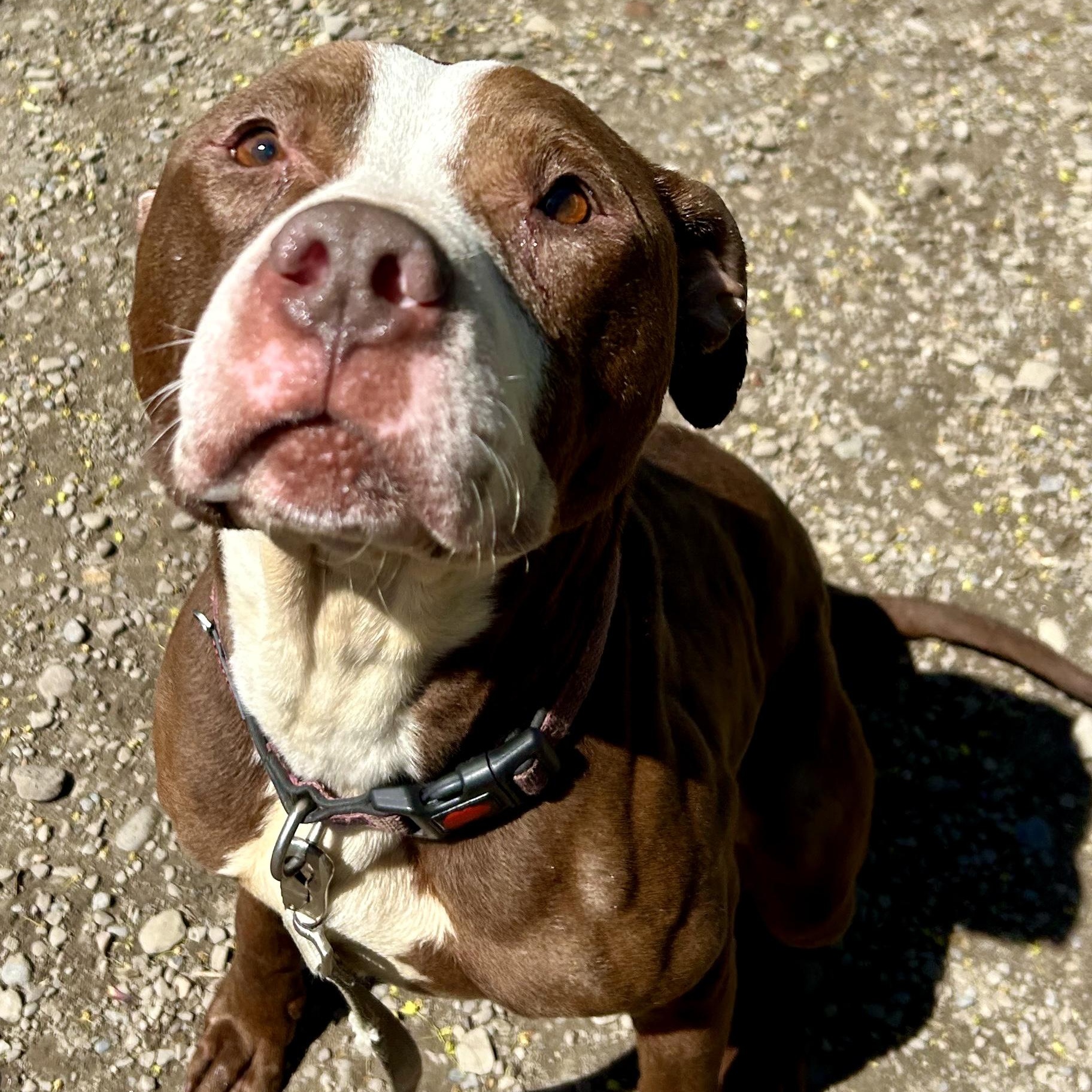 Benson, ADOPTABLE, Young Male Pit Bull Terrier.