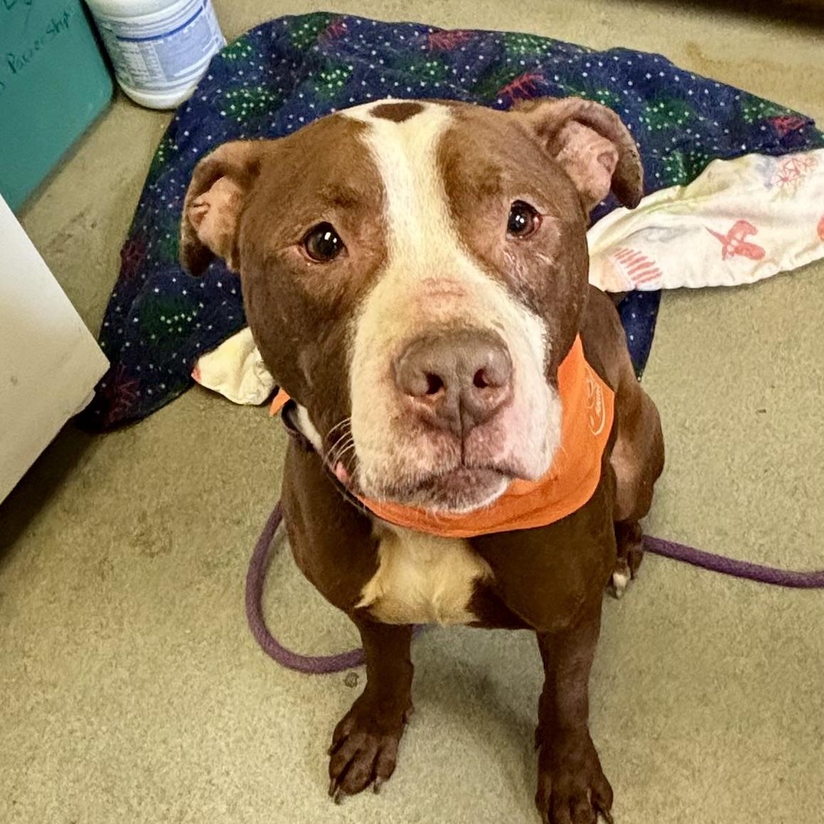 Benson, a ADOPTABLE Pit Bull Terrier in Buffalo, NY image 2/6