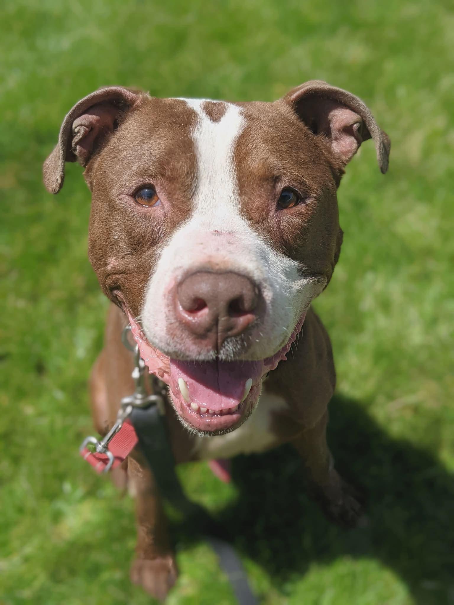 Benson, ADOPTABLE, Young Male Pit Bull Terrier.