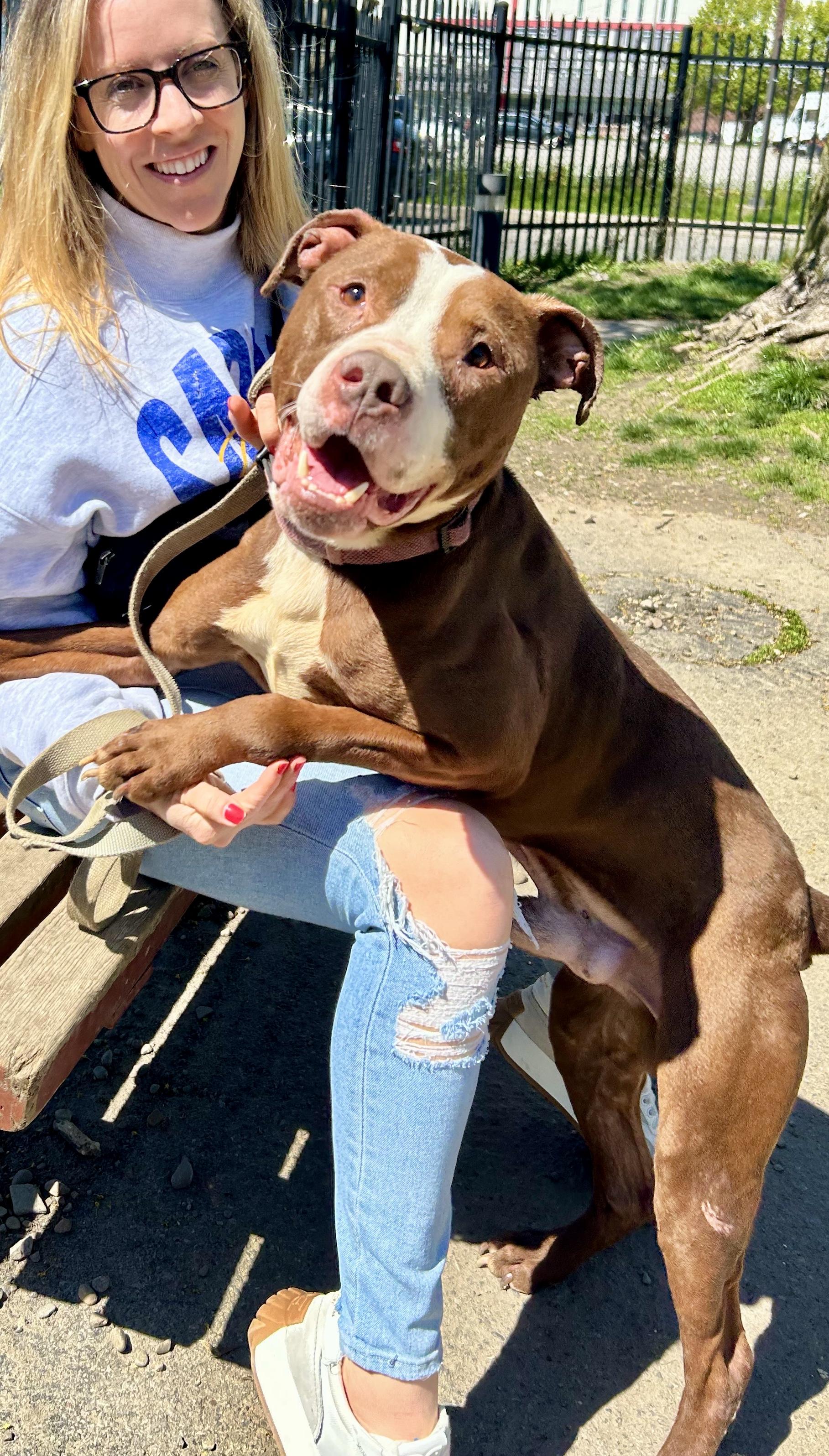 Benson, a ADOPTABLE Pit Bull Terrier in Buffalo, NY image 6/6