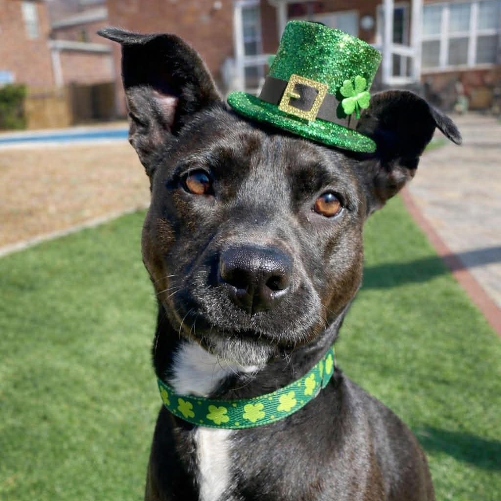 Enlarge Josie, a Adoptable mixed breed in Ferndale, WA image 1/6