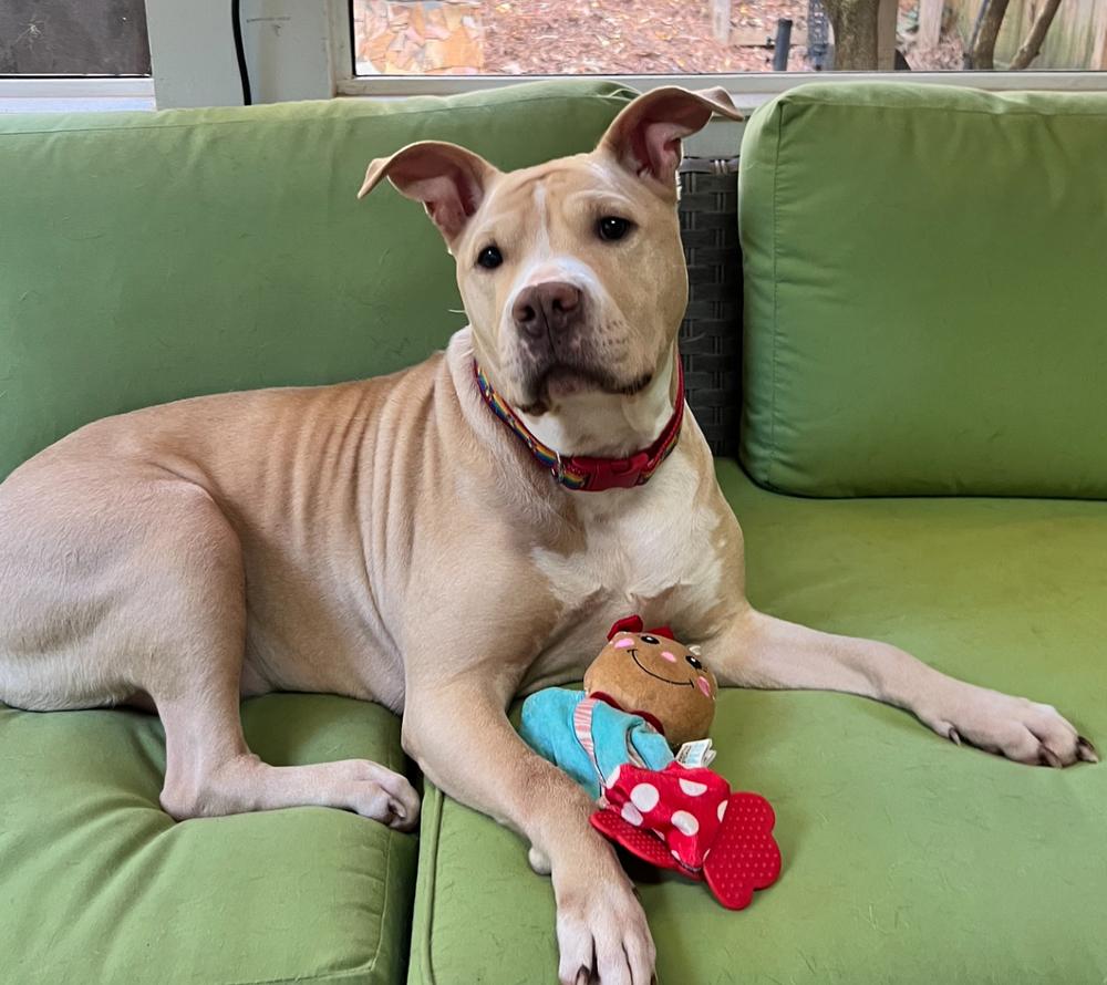 Junebug, Adoptable, Adult Female Pit Bull Terrier.