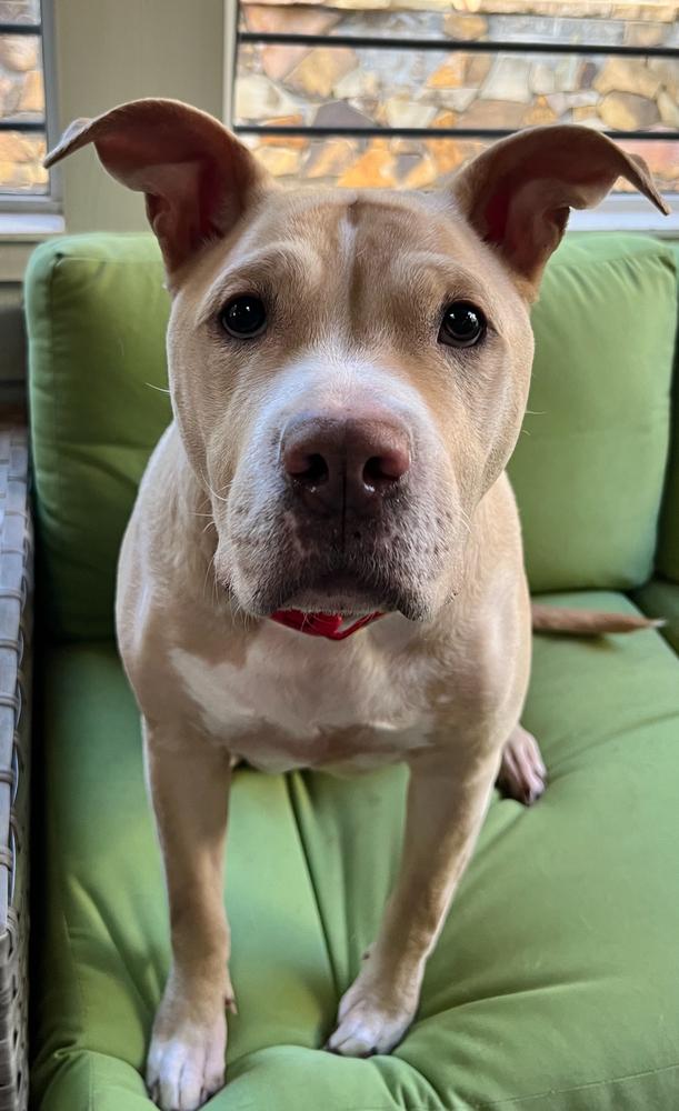 Enlarge Junebug, a Adoptable mixed breed in Dunwoody, GA image 2/4