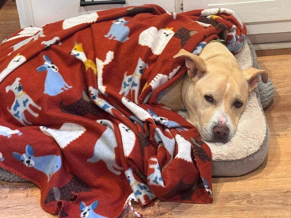 Enlarge Junebug, a Adoptable mixed breed in Dunwoody, GA image 3/5