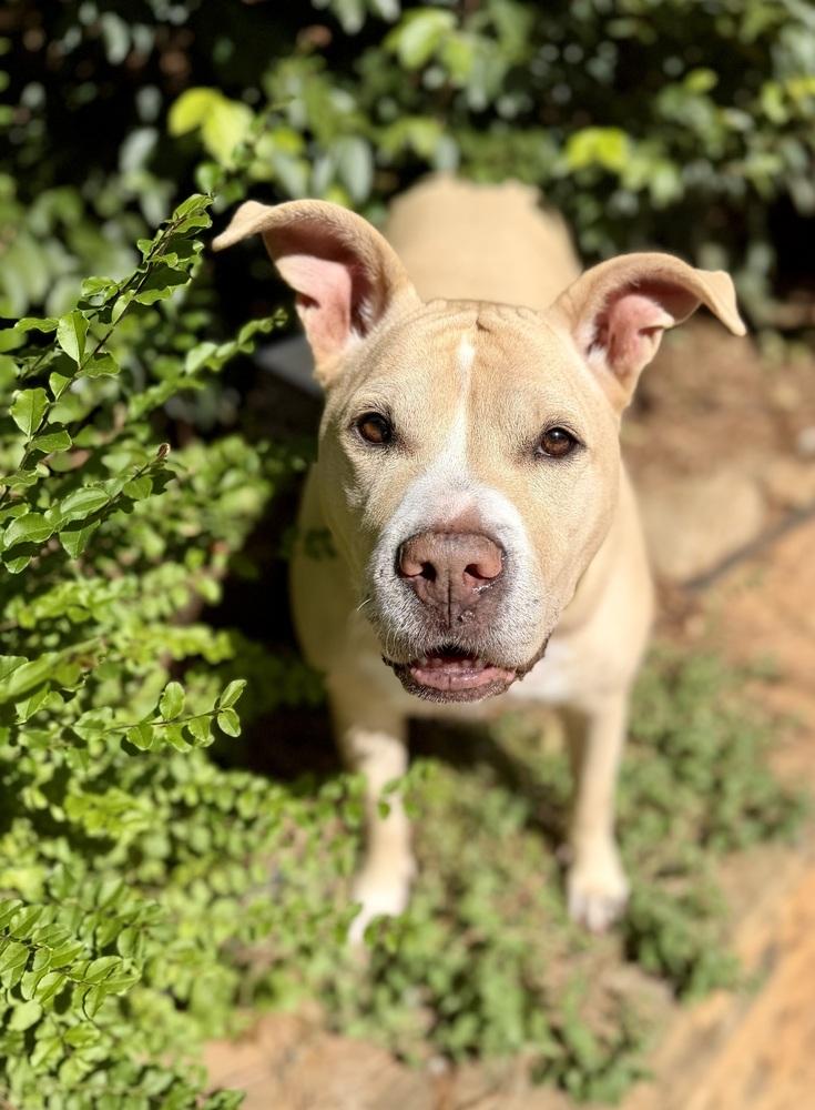 Enlarge Junebug, a Adoptable mixed breed in Dunwoody, GA image 3/5