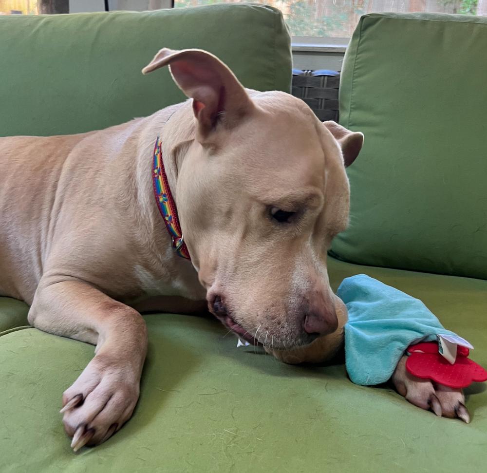 Enlarge Junebug, a Adoptable mixed breed in Dunwoody, GA image 3/4