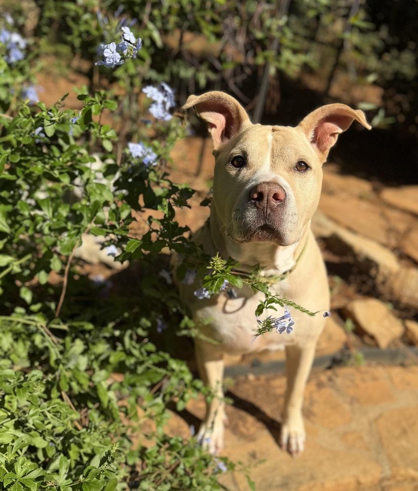 Enlarge Junebug, a Adoptable mixed breed in Dunwoody, GA image 4/5
