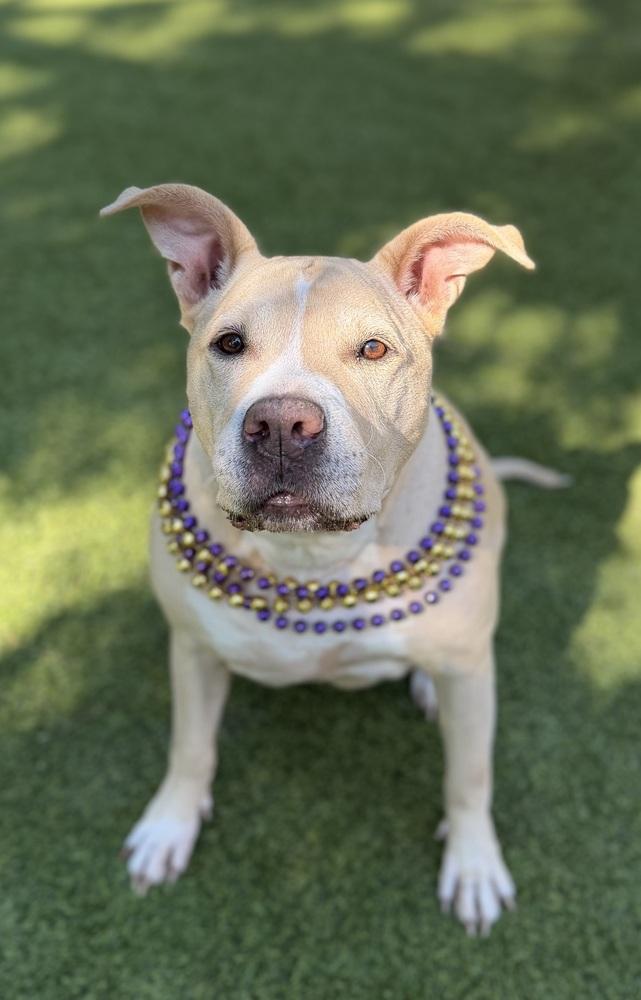 Enlarge Junebug, a Adoptable mixed breed in Dunwoody, GA image 5/5