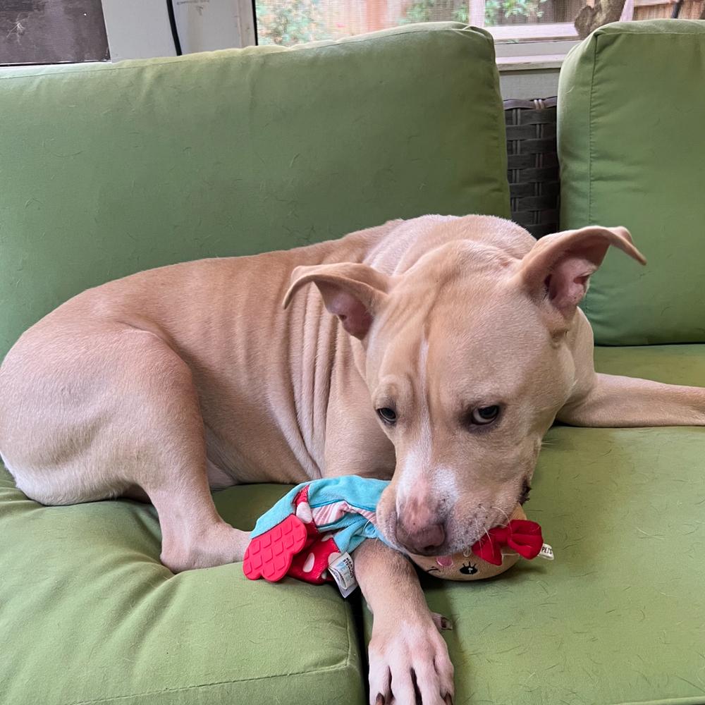 Enlarge Junebug, a Adoptable mixed breed in Dunwoody, GA image 4/4