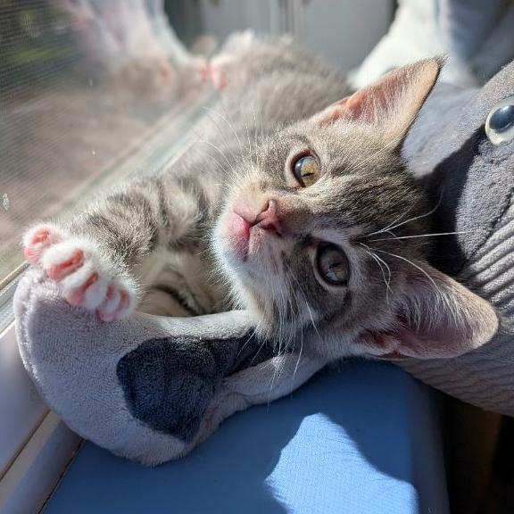 Galinda, adopted, Kitten Female Domestic Short Hair.