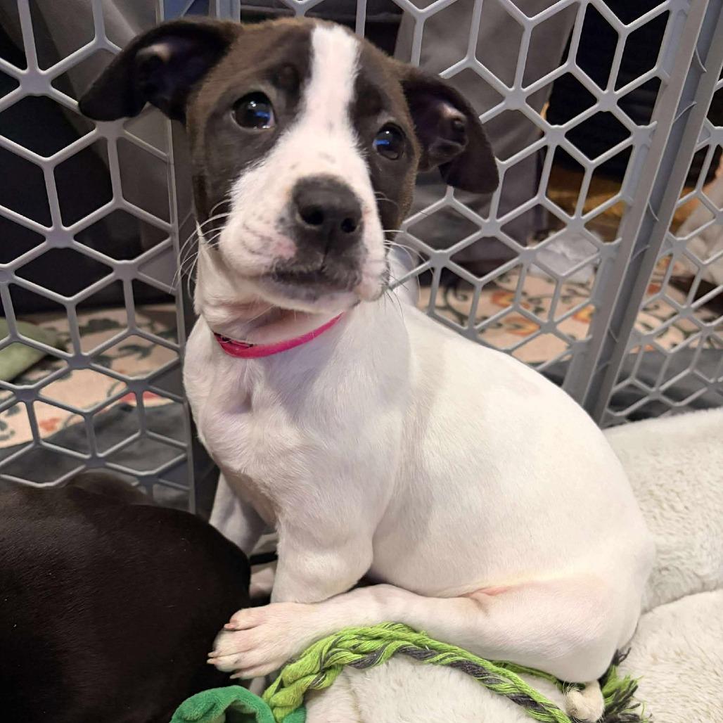 Clover, Adoptable, Puppy Female Pit Bull Terrier & Boxer.