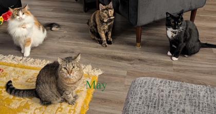May (in foster), Adoptable, Young Female Domestic Short Hair & Domestic Short Hair.