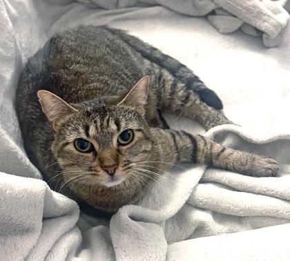 Enlarge May (in foster), a Adoptable mixed breed in Fishers, IN image 2/3