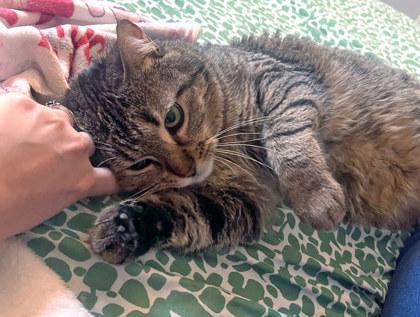Enlarge May (in foster), a Adoptable mixed breed in Fishers, IN image 1/3